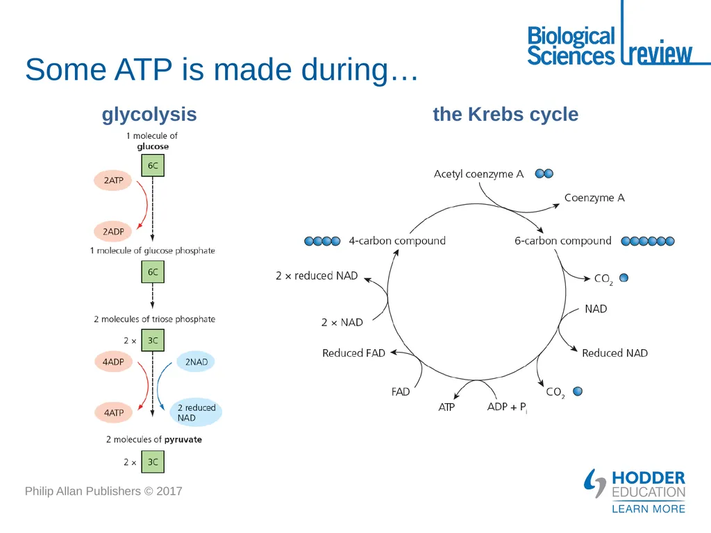 ATP What is it? Why is it important? How is - slide 14 of 21