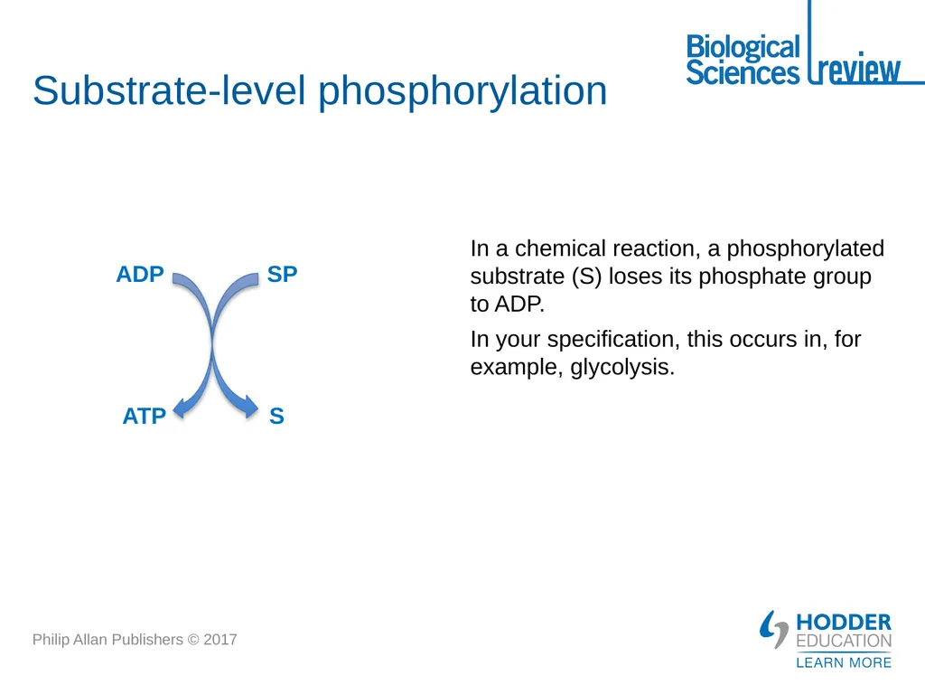 ATP What is it? Why is it important? How is - slide 12 of 21
