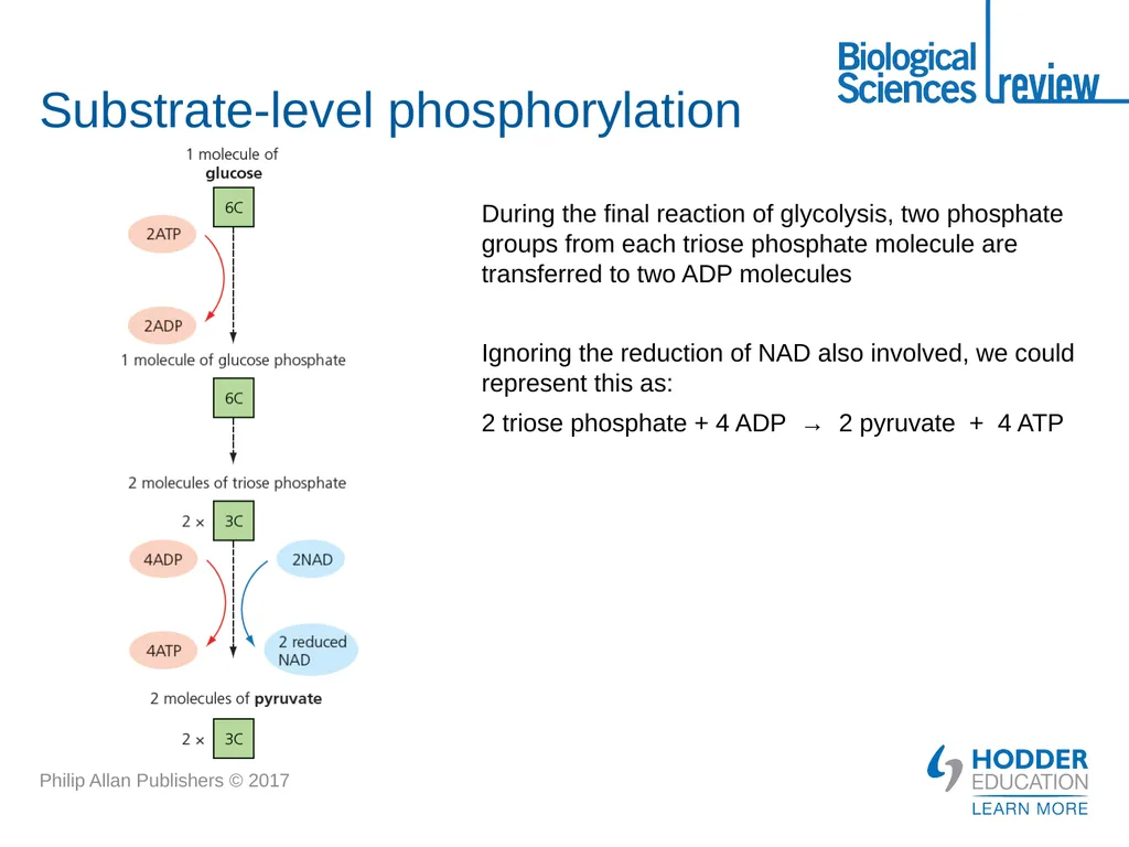 ATP What is it? Why is it important? How is - slide 13 of 21