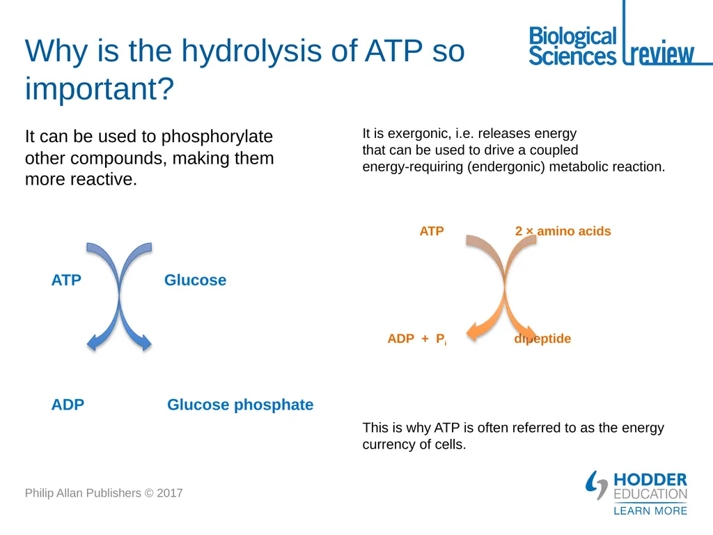 ATP What is it? Why is it important? How is - slide 7 of 21