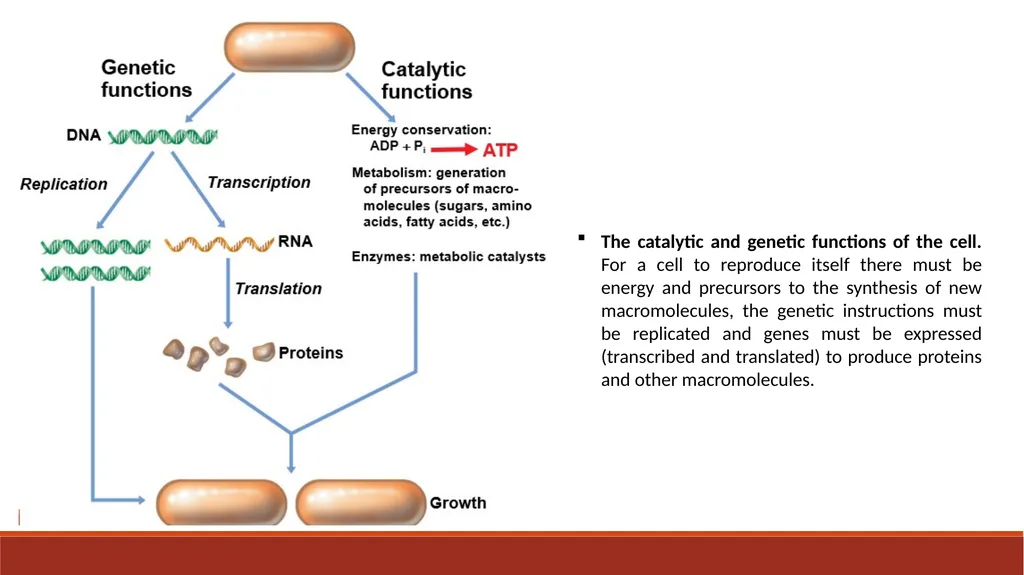 140MIC: Microbiology Lecture-2 Principles of - slide 15 of 16