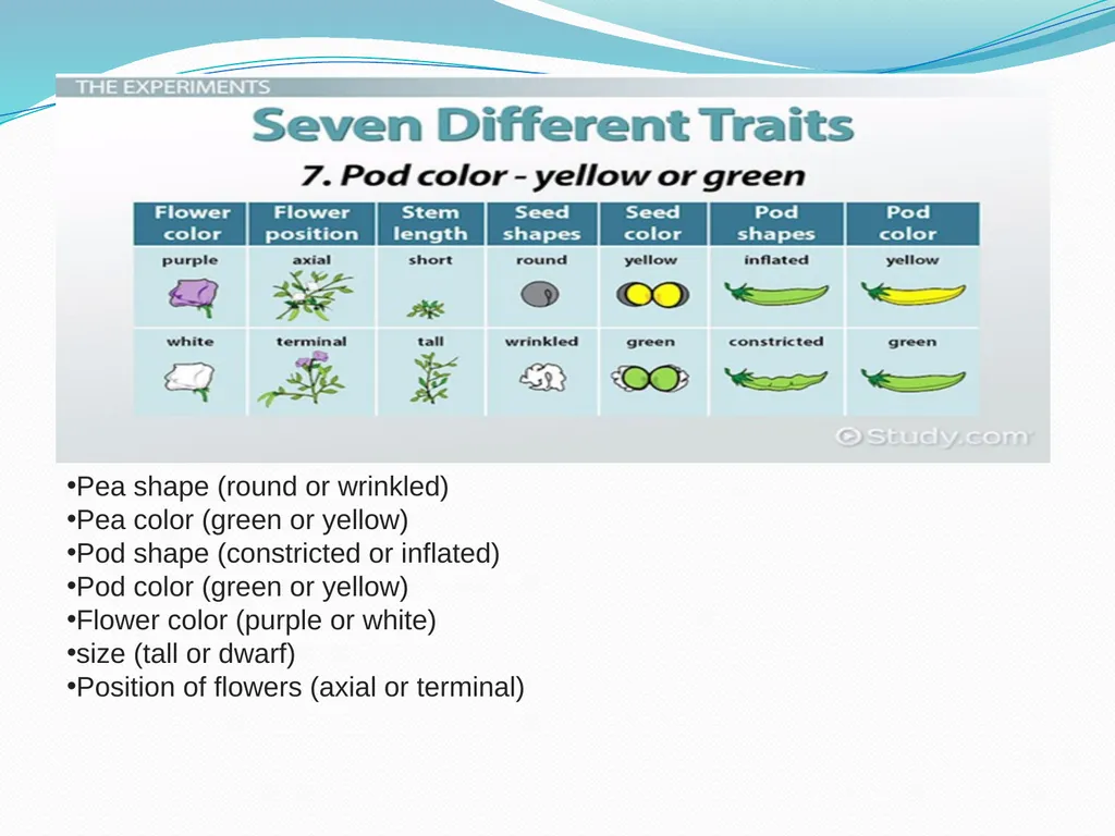 genetic course lecture (2) Mendelian Genetic, Cell - slide 9 of 21