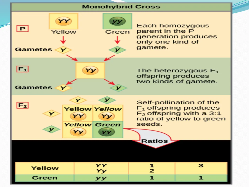 genetic course lecture (2) Mendelian Genetic, Cell - slide 15 of 21