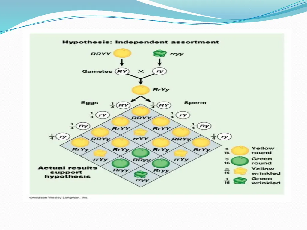 genetic course lecture (2) Mendelian Genetic, Cell - slide 20 of 21