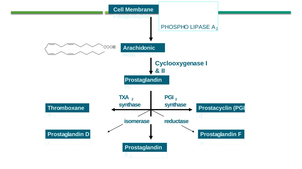 Eicosanoids (Prostaglandins, Leukotrienes) and - slide 6 of 31