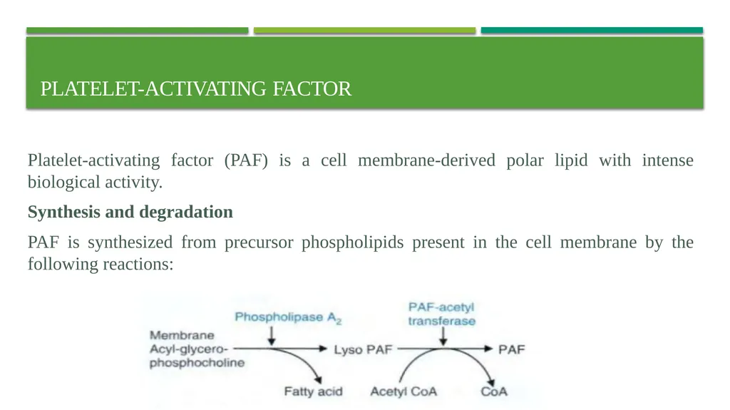 Eicosanoids (Prostaglandins, Leukotrienes) and - slide 25 of 31