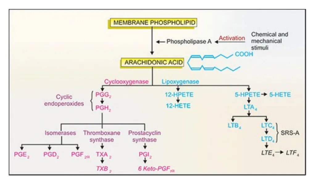 Eicosanoids (Prostaglandins, Leukotrienes) and - slide 7 of 31