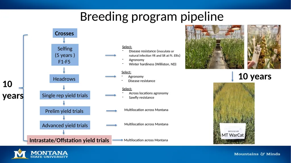 2023 Winter Wheat Breeding & Research Updates Dr. - slide 5 of 21