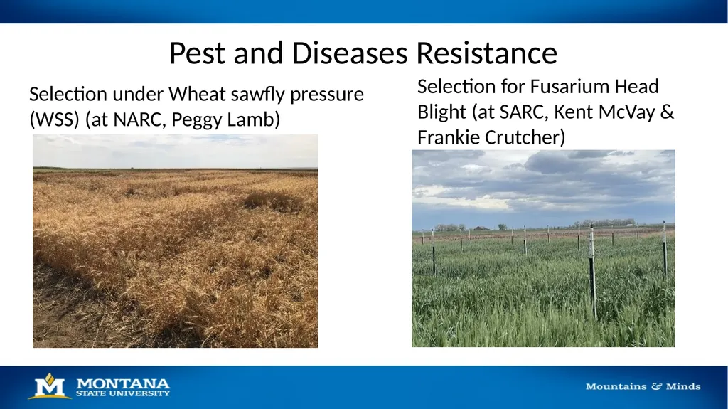 2023 Winter Wheat Breeding & Research Updates Dr. - slide 10 of 21