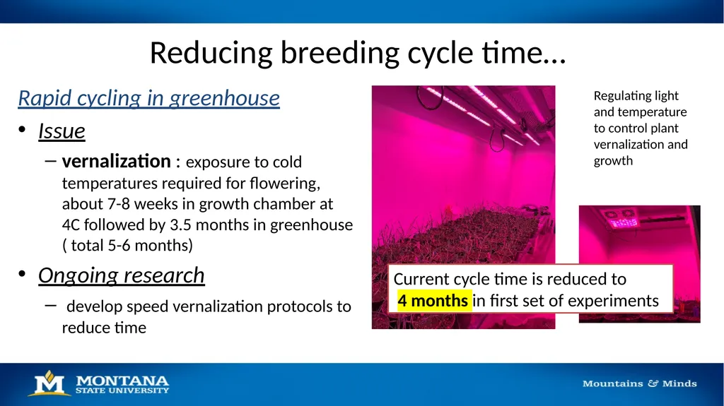 2023 Winter Wheat Breeding & Research Updates Dr. - slide 6 of 21