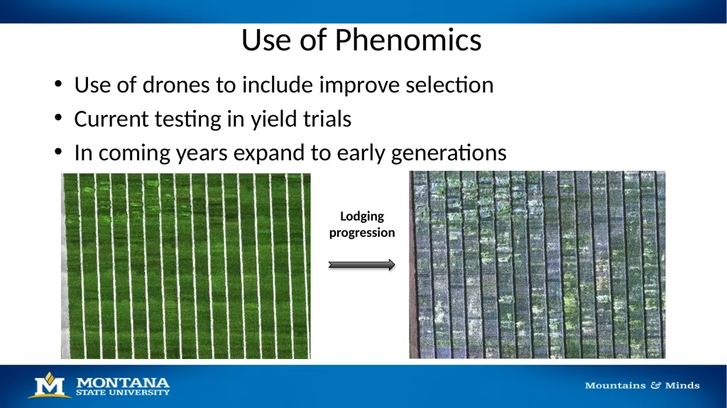 2023 Winter Wheat Breeding & Research Updates Dr. - slide 7 of 21