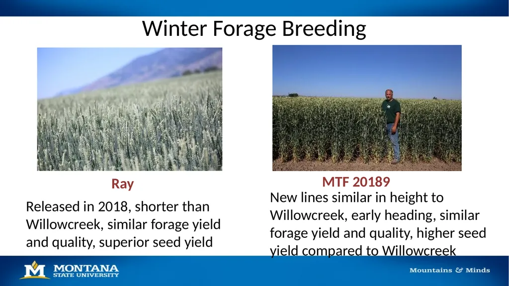 2023 Winter Wheat Breeding & Research Updates Dr. - slide 19 of 21