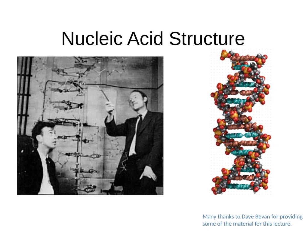 Nucleic Acid Structure Many thanks to Dave Bevan - slide 1 of 11