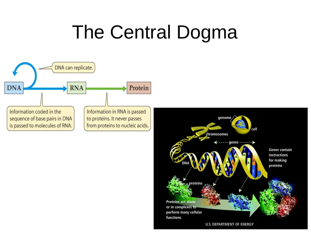 Nucleic Acid Structure Many thanks to Dave Bevan - slide 2 of 11