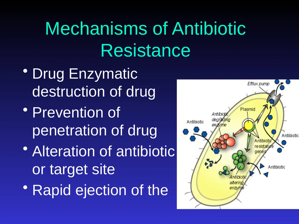 Application of Antibiotics Discs Assisst.Prof. - slide 28 of 33
