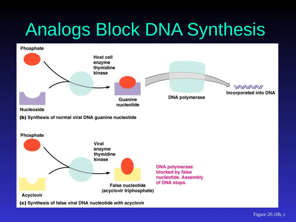Application of Antibiotics Discs Assisst.Prof. - slide 24 of 33