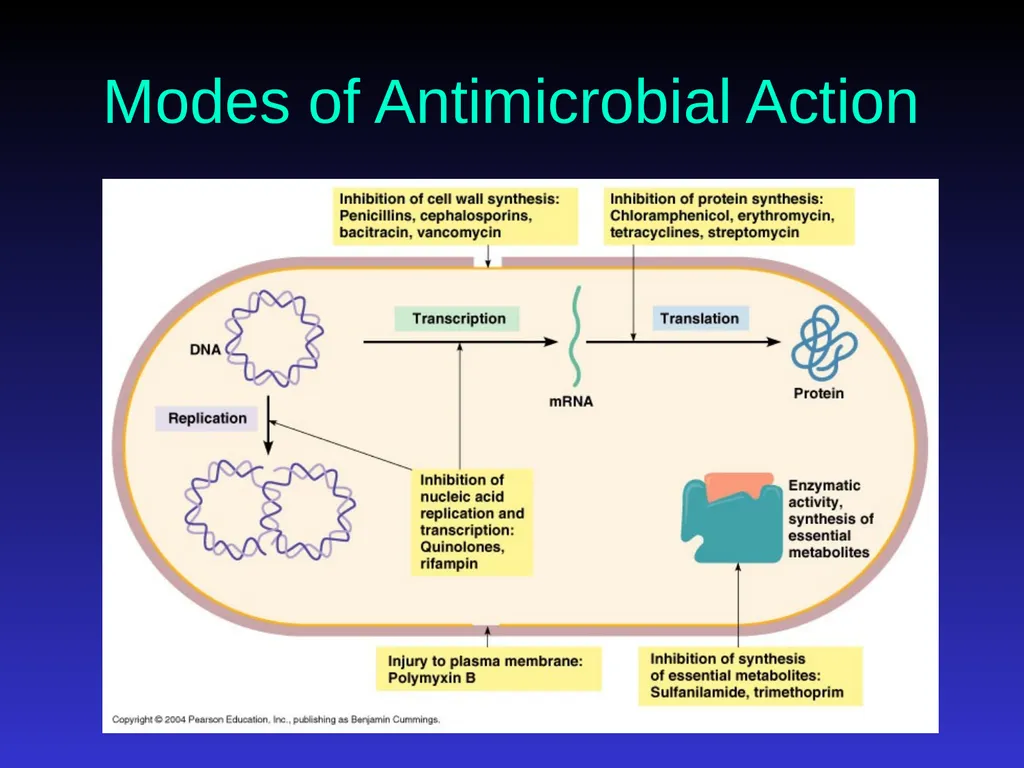 Application of Antibiotics Discs Assisst.Prof. - slide 12 of 33