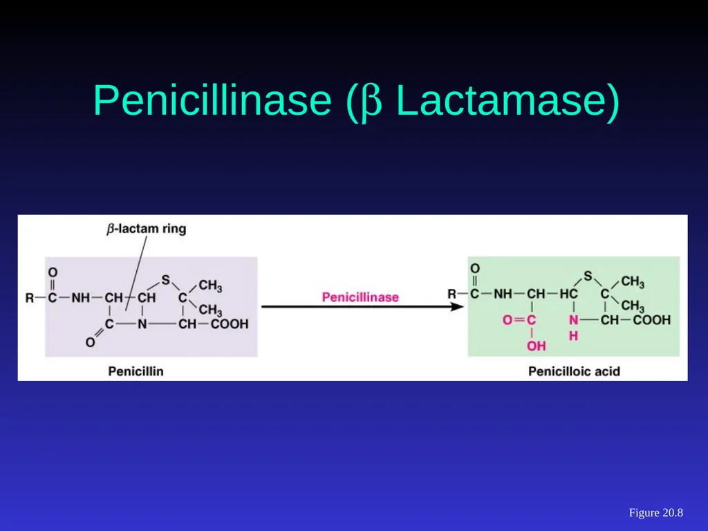 Application of Antibiotics Discs Assisst.Prof. - slide 15 of 33