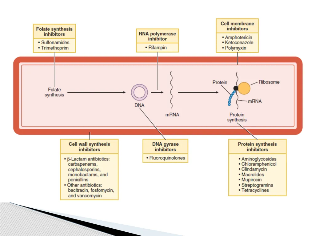 Principles of Antimicrobial Therapy The - slide 4 of 30