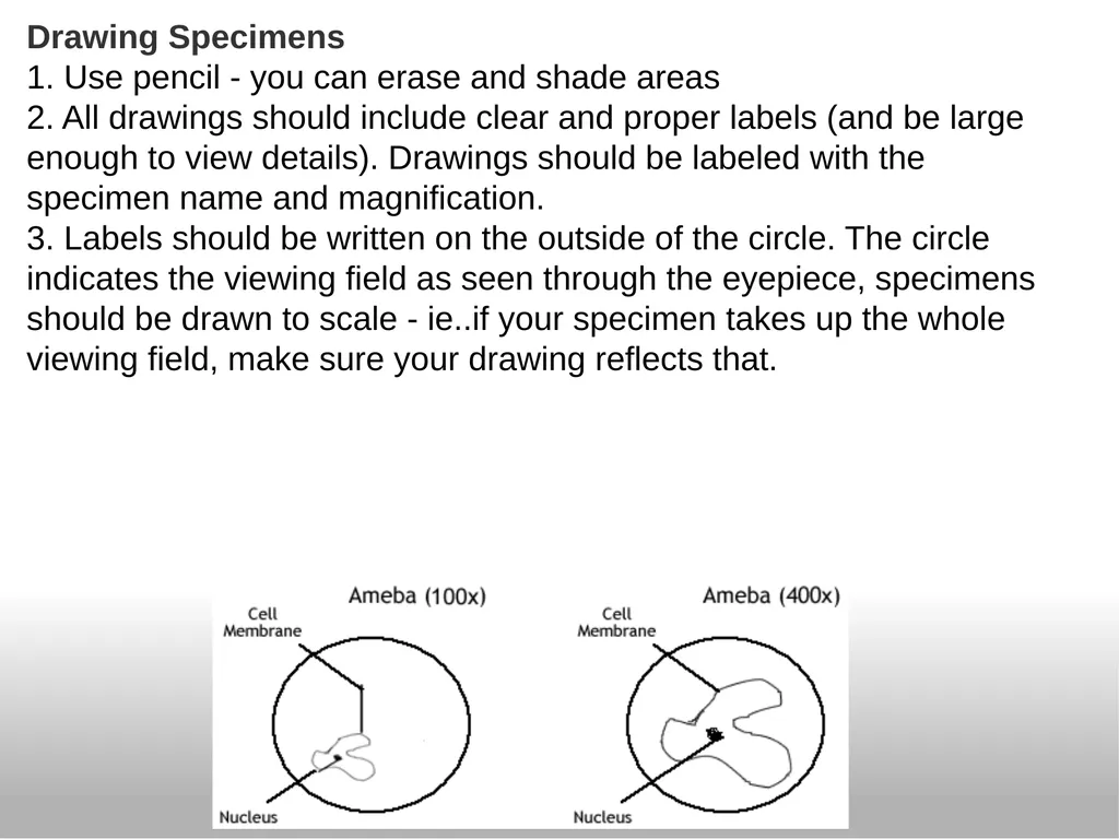 Introduction to the Microscope Types of - slide 16 of 23
