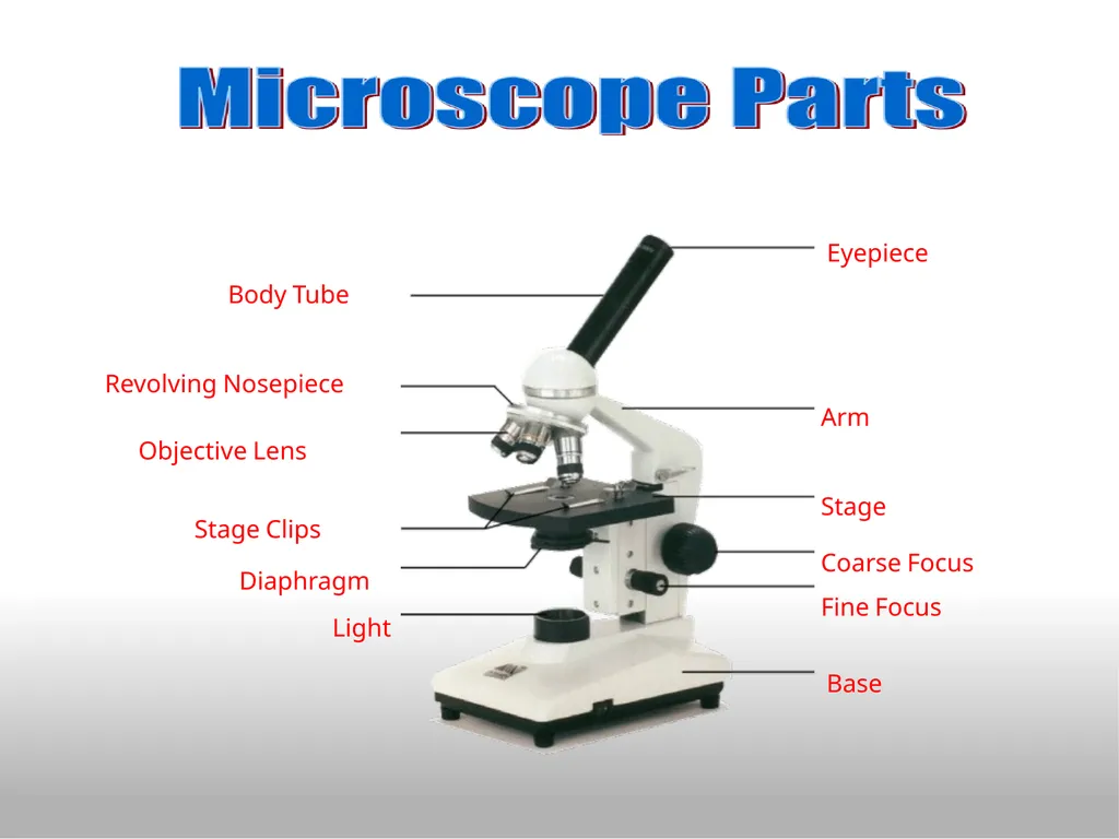 Introduction to the Microscope Types of - slide 10 of 23