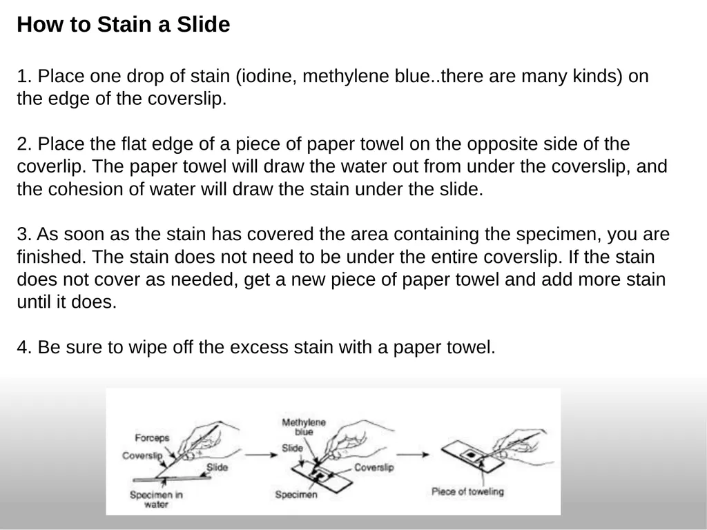Introduction to the Microscope Types of - slide 18 of 23