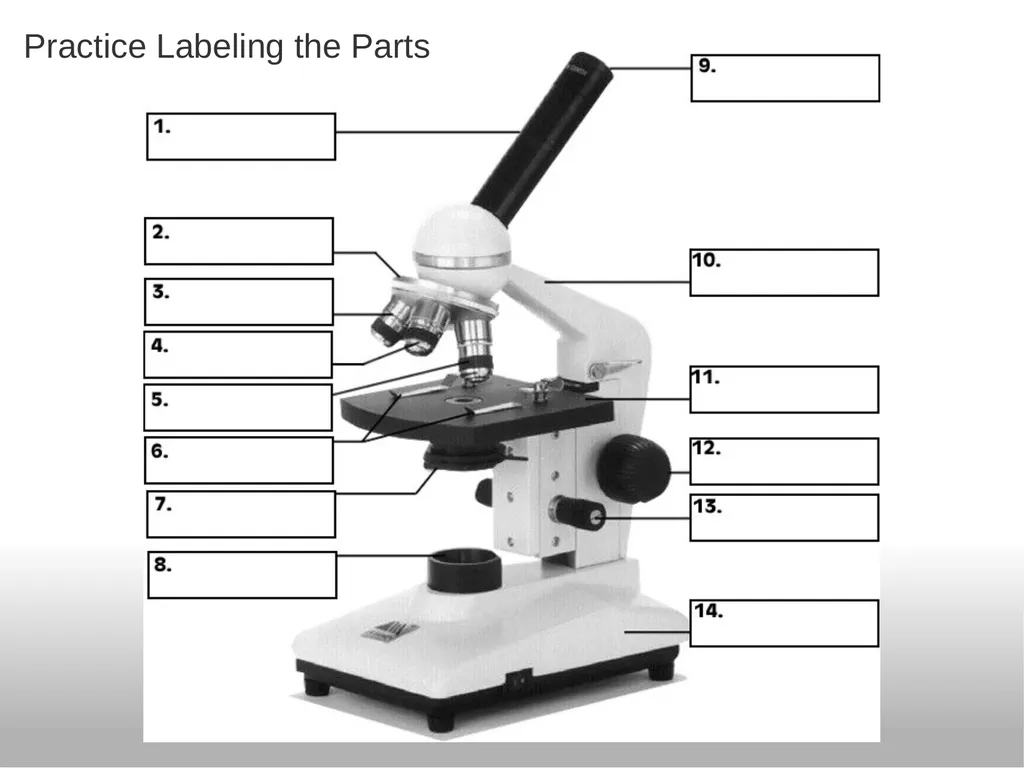 Introduction to the Microscope Types of - slide 21 of 23
