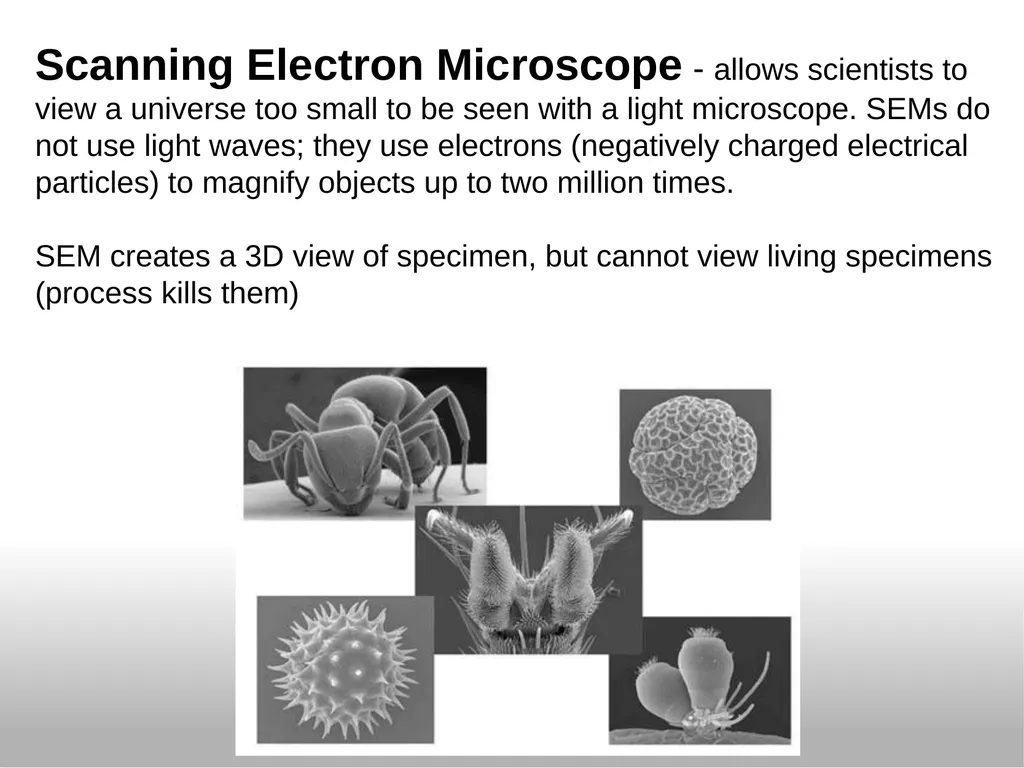Introduction to the Microscope Types of - slide 4 of 23