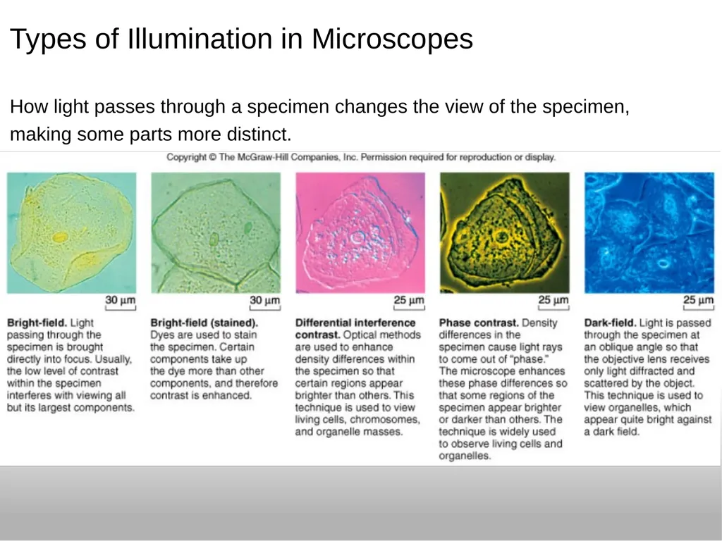 Introduction to the Microscope Types of - slide 8 of 23