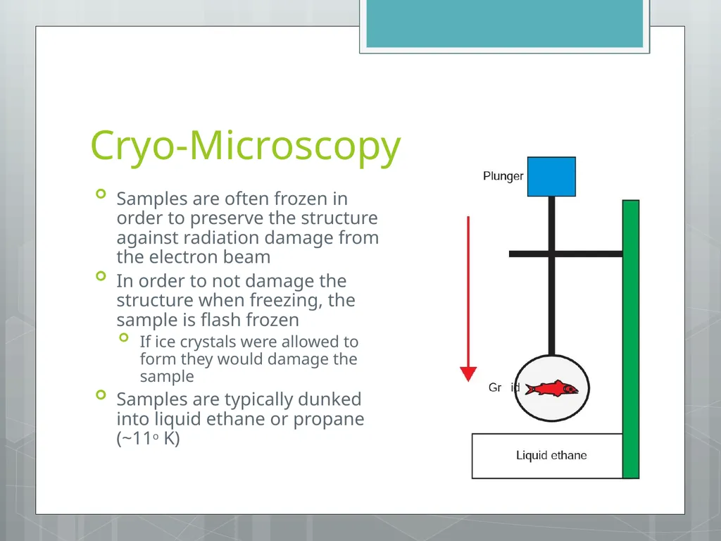 Electron Microscopy Chelsea Aitken Peter Aspinall - slide 11 of 17