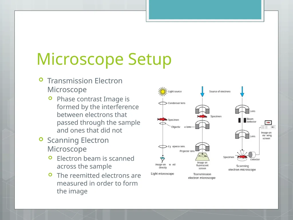 Electron Microscopy Chelsea Aitken Peter Aspinall - slide 8 of 17