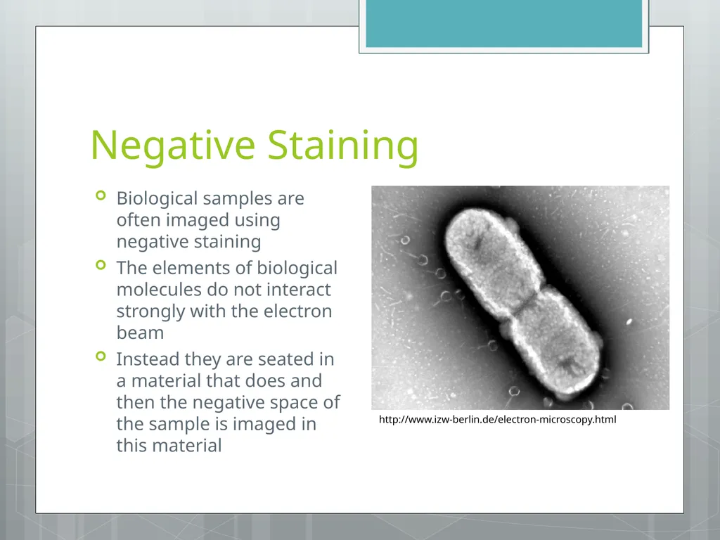 Electron Microscopy Chelsea Aitken Peter Aspinall - slide 10 of 17
