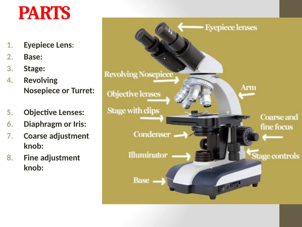 Microscope Light Microscope Electron Microscope - slide 3 of 8
