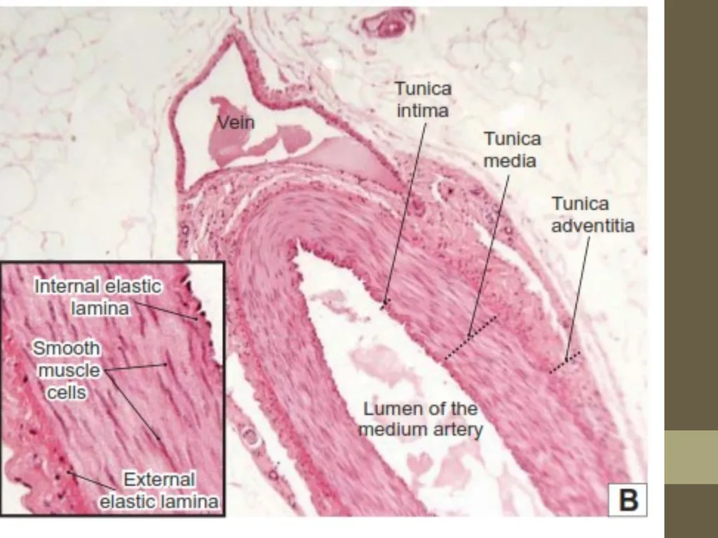 Microscope Light Microscope Electron Microscope - slide 7 of 8