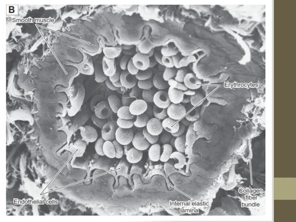 Microscope Light Microscope Electron Microscope - slide 8 of 8