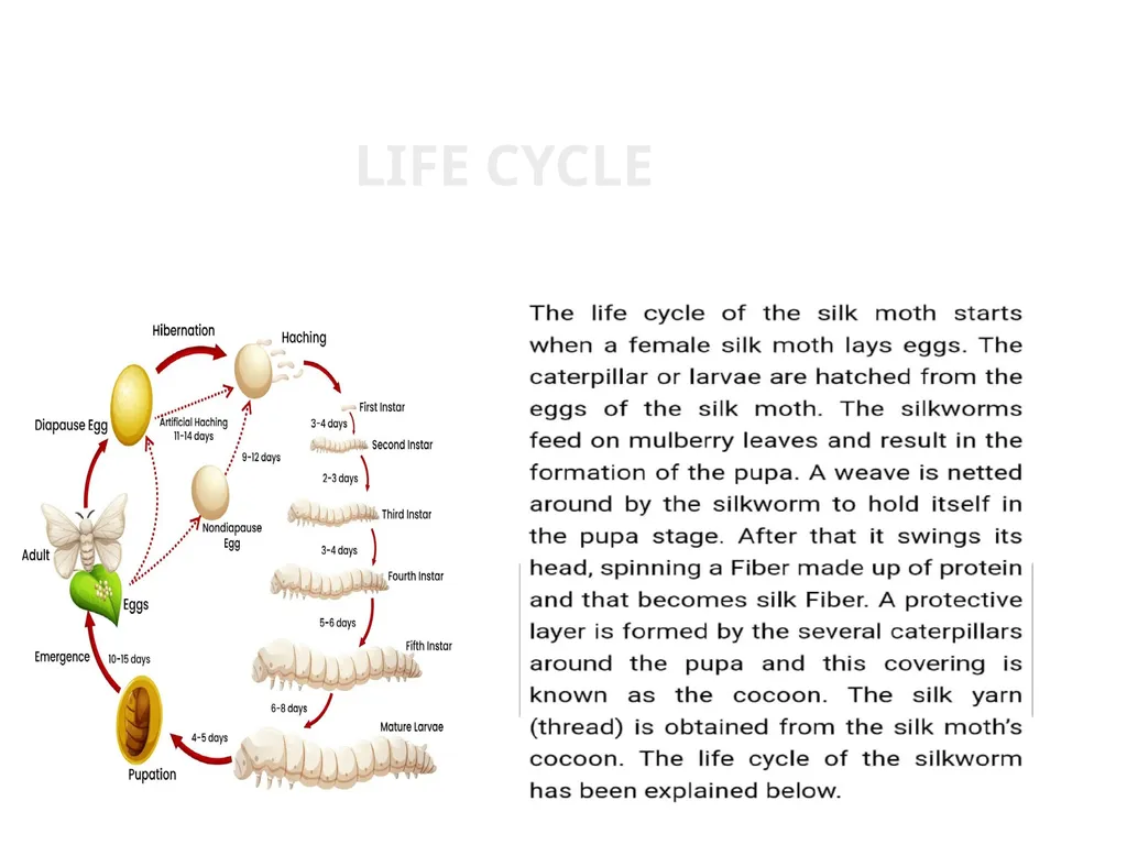 TOPIC:2 BOMBYX MORI LIFE CYCLE STEP:2( lARVA) - slide 2 of 6