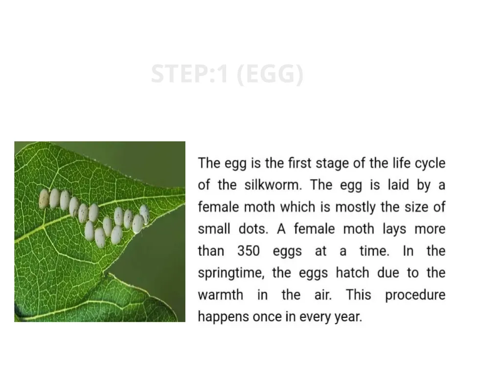 TOPIC:2 BOMBYX MORI LIFE CYCLE STEP:2( lARVA) - slide 4 of 6