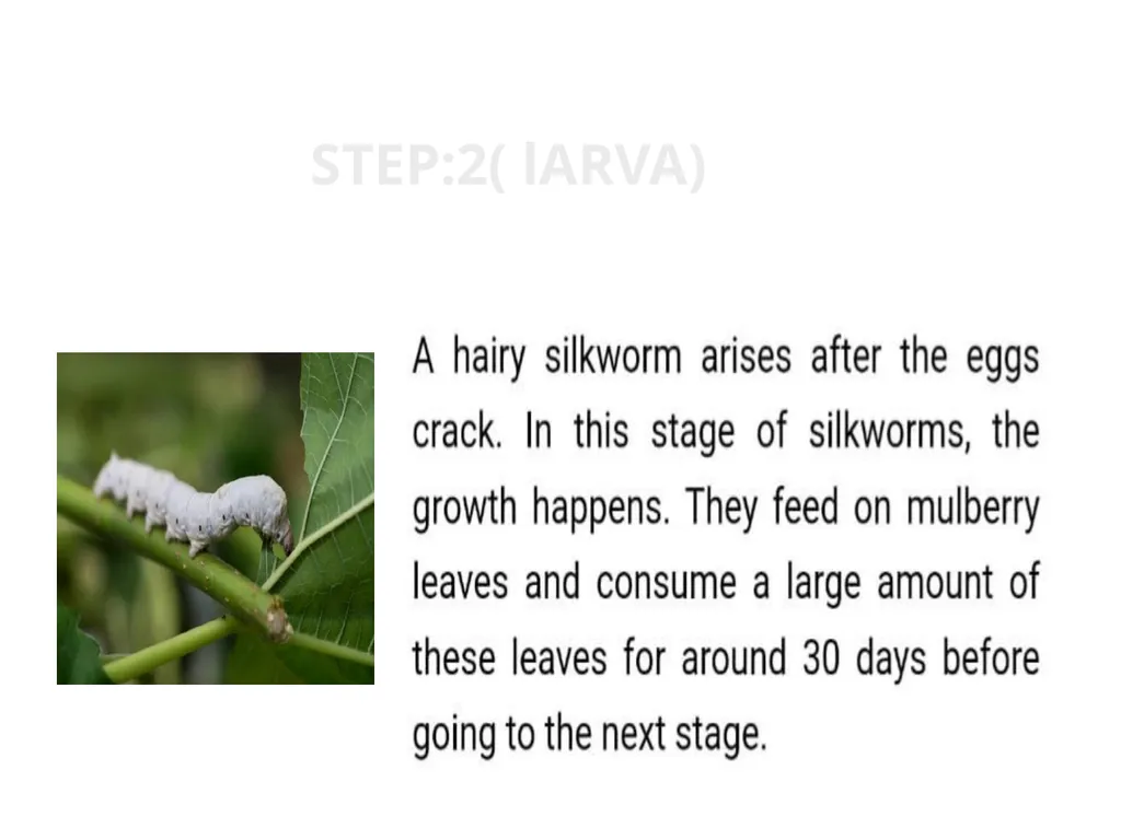 TOPIC:2 BOMBYX MORI LIFE CYCLE STEP:2( lARVA) - slide 3 of 6