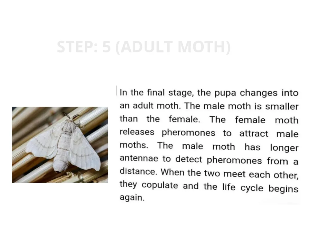 TOPIC:2 BOMBYX MORI LIFE CYCLE STEP:2( lARVA) - slide 6 of 6