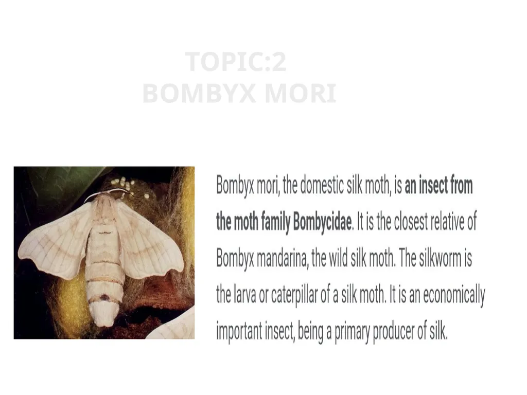 TOPIC:2 BOMBYX MORI LIFE CYCLE STEP:2( lARVA) - slide 1 of 6