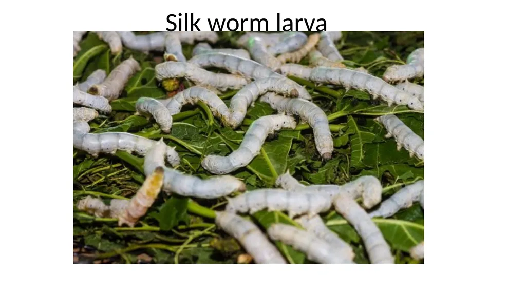 By SAHA DEV JAKHAR MOHANLAL SUKHADIYA UNIVERSITY - slide 8 of 13