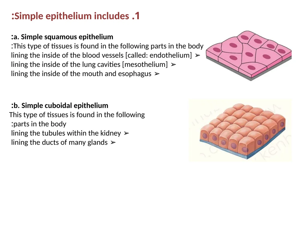 Epithelial Tissues By Dr. Fitua Al-Saedi The human - slide 8 of 16