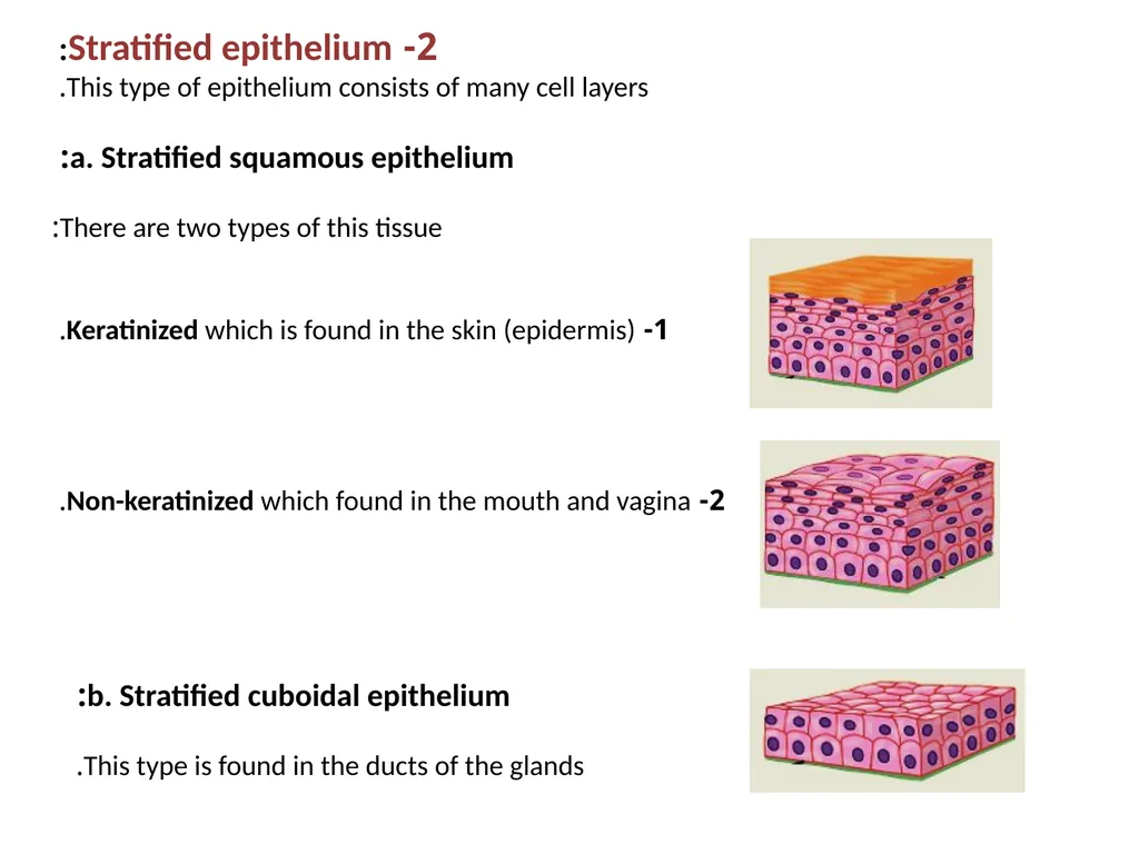 Epithelial Tissues By Dr. Fitua Al-Saedi The human - slide 10 of 16