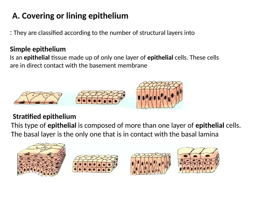 Epithelial Tissues By Dr. Fitua Al-Saedi The human - slide 7 of 16
