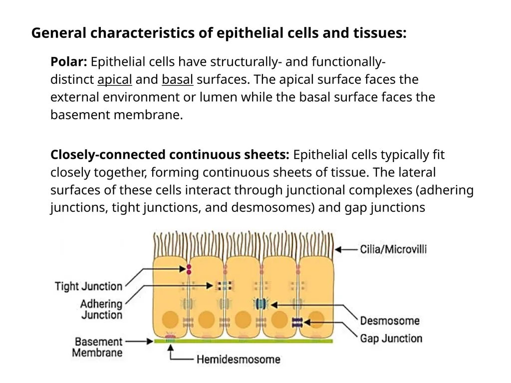 Epithelial Tissues By Dr. Fitua Al-Saedi The human - slide 4 of 16
