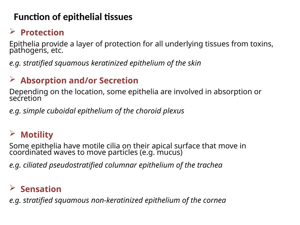 Epithelial Tissues By Dr. Fitua Al-Saedi The human - slide 15 of 16