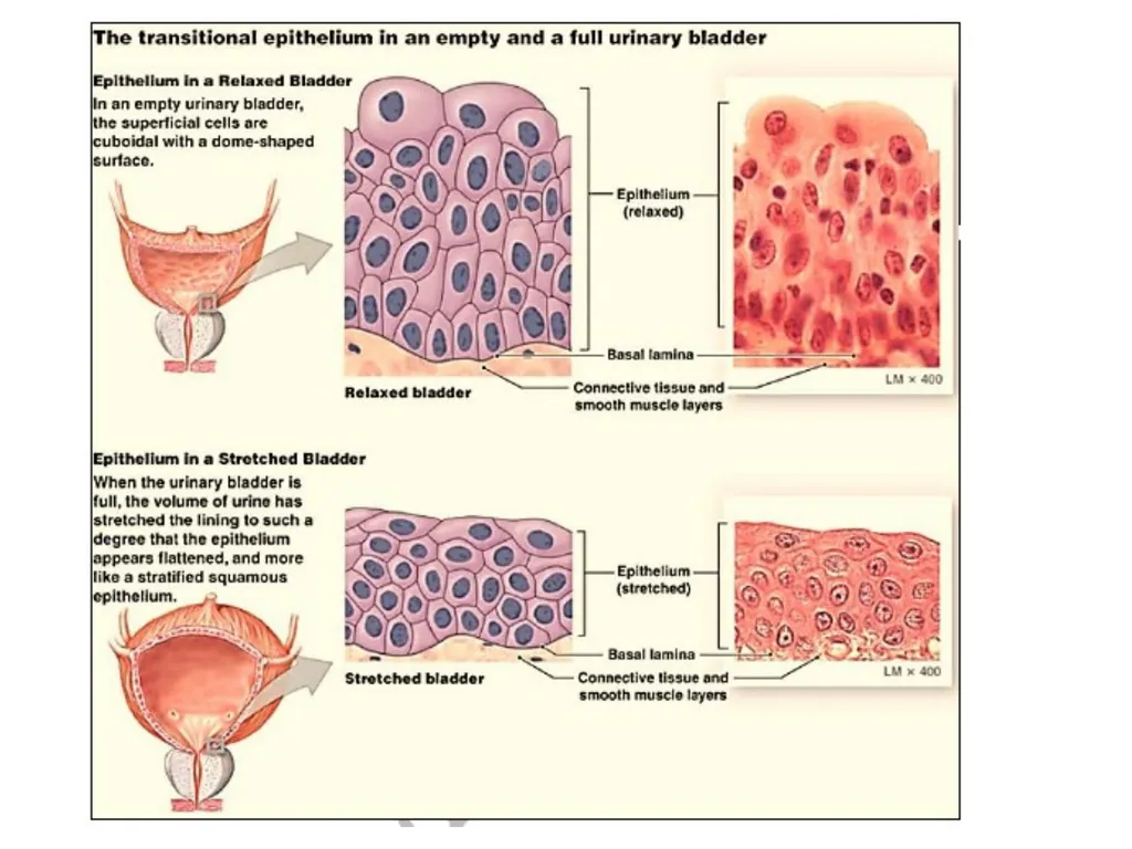 Epithelial Tissues By Dr. Fitua Al-Saedi The human - slide 12 of 16