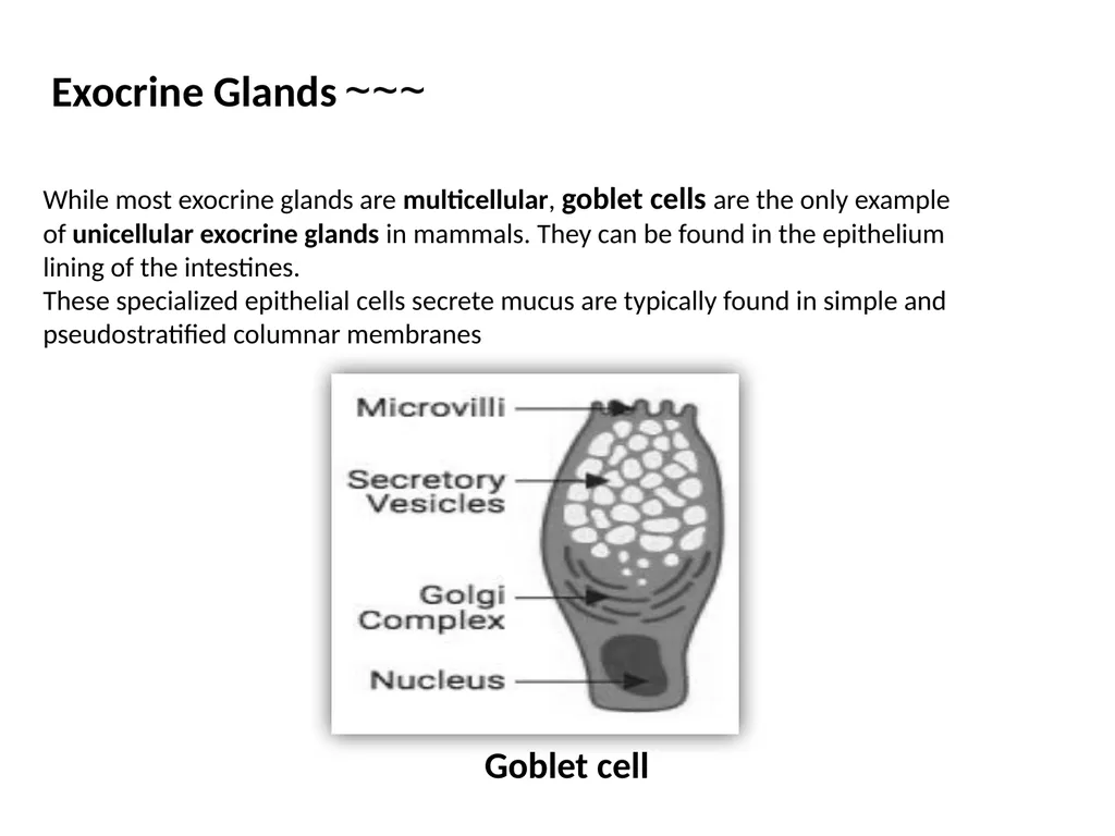 Epithelial Tissues By Dr. Fitua Al-Saedi The human - slide 14 of 16