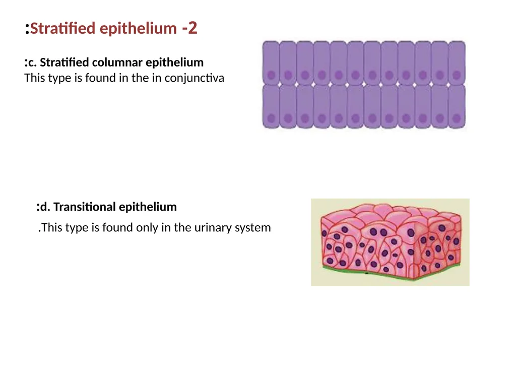 Epithelial Tissues By Dr. Fitua Al-Saedi The human - slide 11 of 16