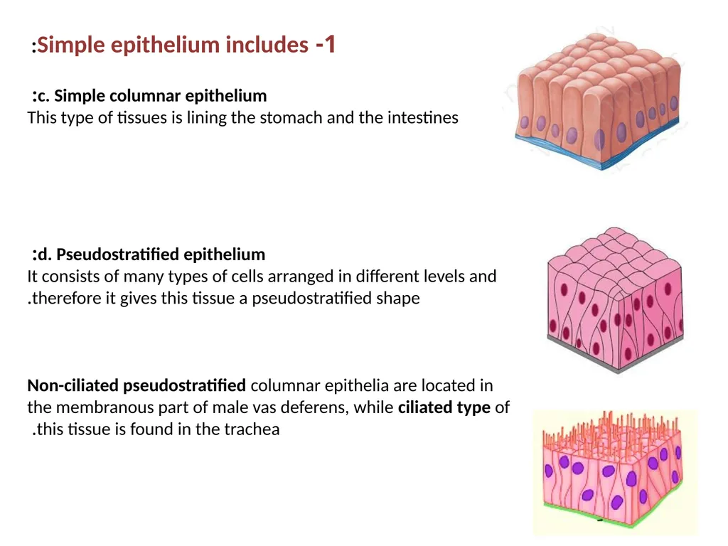 Epithelial Tissues By Dr. Fitua Al-Saedi The human - slide 9 of 16